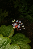 Podophyllum cymosum RCP7-08 204.jpg